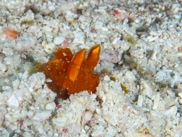 Golden Mantis Shrimp
