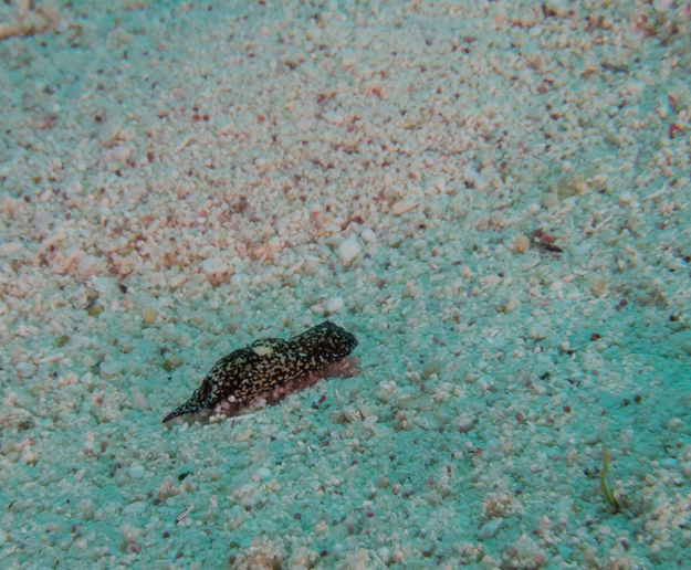 Berolina Aglaja headshield slug