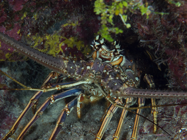 Caribbean Spiny Lobster