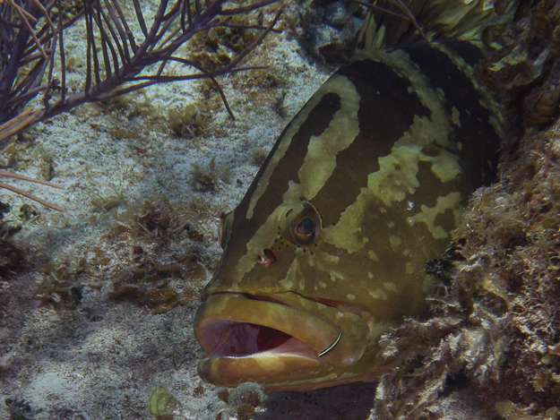 Cleaning Goby