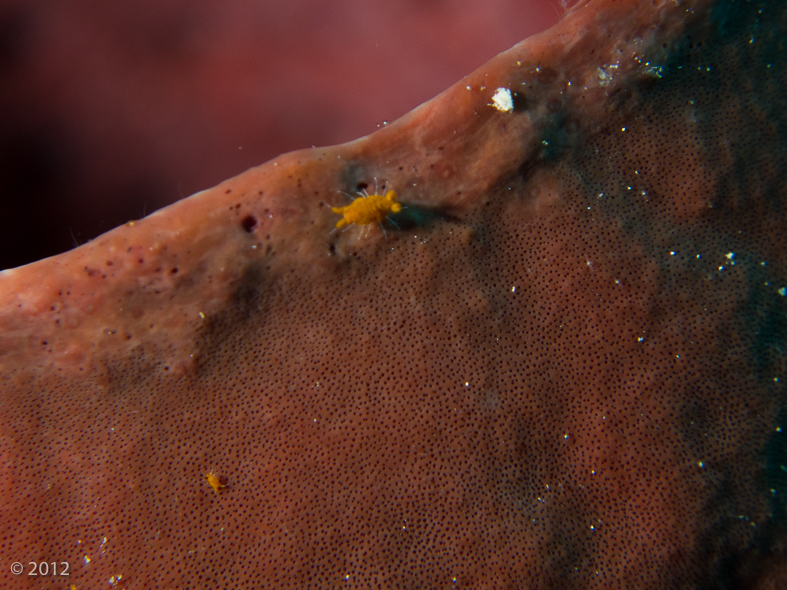 Sponge louse