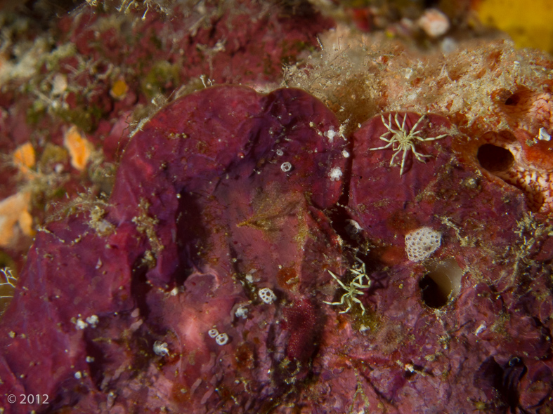 Sea Spiders