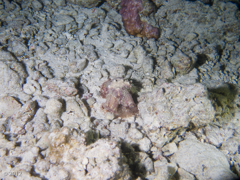 Decorator Crab