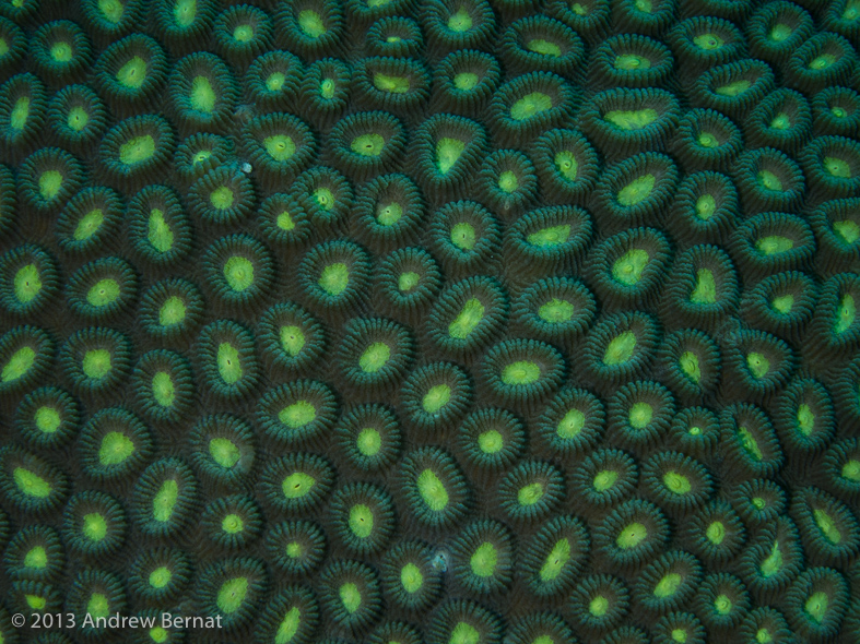 Coral, pretty coral