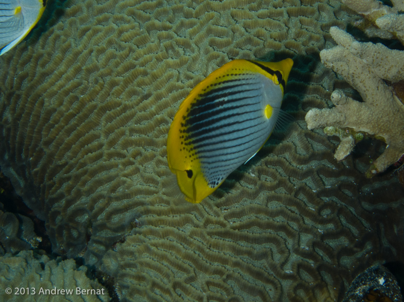 Spot-tail Butterfyfish
